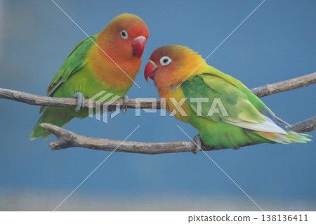 A pair of lovebirds gazing at each other, a picture that evokes feelings of affection and communication. A pair of lovebirds gazing at each other, a picture that evokes feelings of affection and communication. 138136411