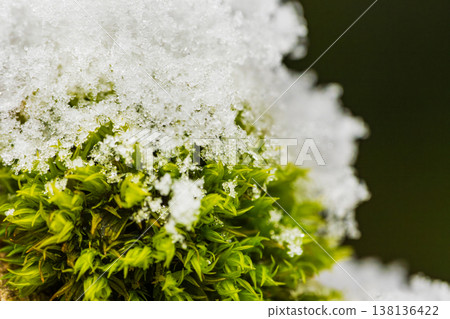 A thin layer of snow on top of the moss 138136422