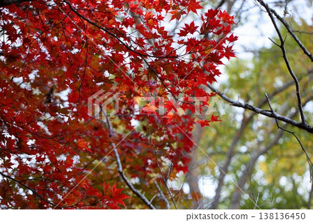 楓樹絢麗的秋葉 138136450