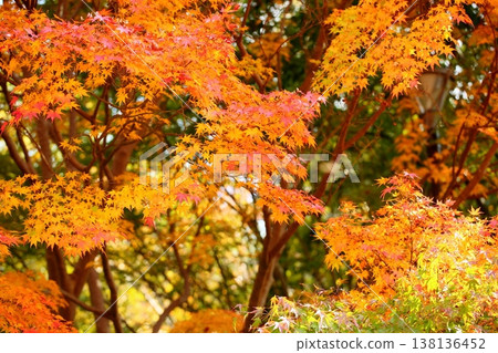 Autumn leaves, refreshing maple leaves 138136452