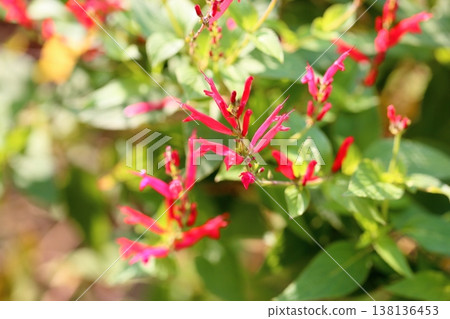 優雅，鼠尾草花，優雅 138136453