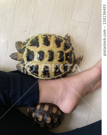 一隻俄羅斯陸龜和一隻非洲盾臂龜依偎在一隻腳上放鬆休息。 一隻俄羅斯陸龜和一隻非洲盾臂龜依偎在一隻腳上放鬆休息。 138136483