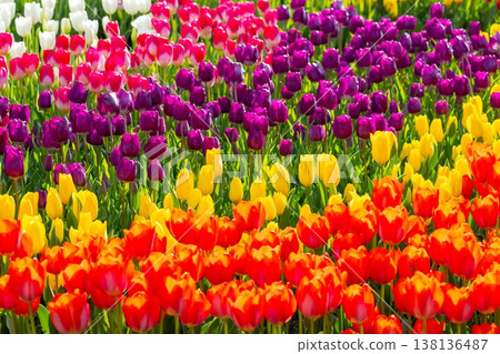 Colorful tulip fields at the Tropical Dream Center in Ocean Expo Park, Ishikawa, Motobu Town, Kunigami District, Okinawa Prefecture 138136487