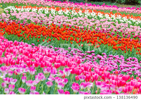 Colorful tulip fields at the Tropical Dream Center in Ocean Expo Park, Ishikawa, Motobu Town, Kunigami District, Okinawa Prefecture Colorful tulip fields at the Tropical Dream Center in Ocean Expo Park, Ishikawa, Motobu Town, Kunigami District, Okinawa Prefecture 138136490