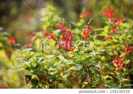 優雅鼠尾草「優雅」花 優雅鼠尾草「優雅」花 138136520
