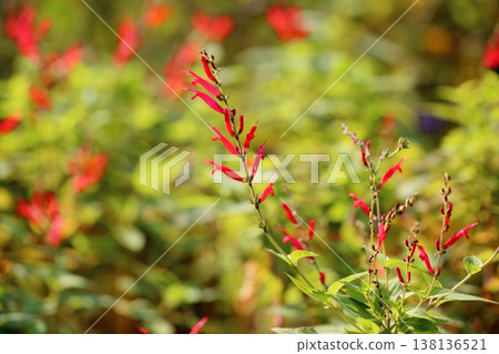 優雅鼠尾草「優雅」花 優雅鼠尾草「優雅」花 138136521