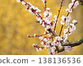 White plum blossoms 138136536