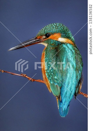 Kingfisher perching on a branch Kingfisher perching on a branch 138136582