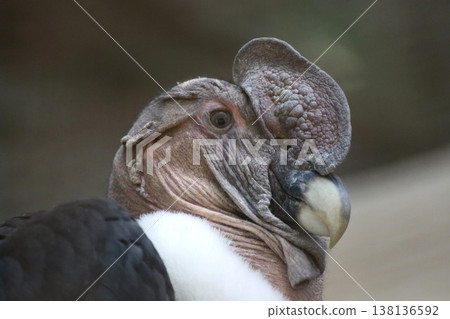 禿鷹臉部特寫：一隻野生鳥類，表情詭異而引人注目。 138136592