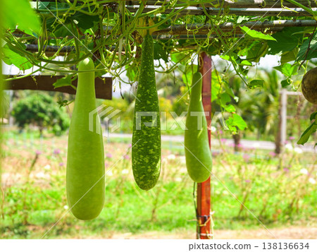 Fresh green sponge gourd hanging on vine in organic farm garden. Fresh green sponge gourd hanging on vine in organic farm garden. 138136634