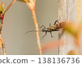 活躍移動的石蠅 138136736