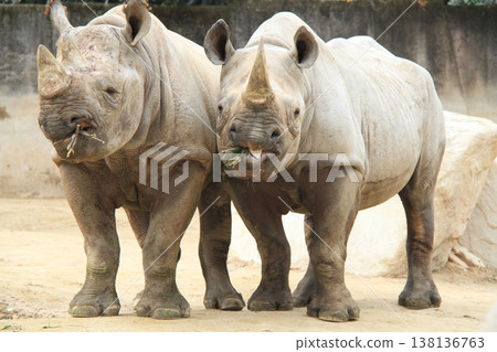 The sight of two black rhinos walking side-by-side conveys a sense of strength and camaraderie—a powerful scene of wild animals. 138136763