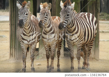 Three Grant's zebras lined up together – a scene of wildlife that conveys a sense of harmony within the herd. Three Grant's zebras lined up together – a scene of wildlife that conveys a sense of harmony within the herd. 138136764