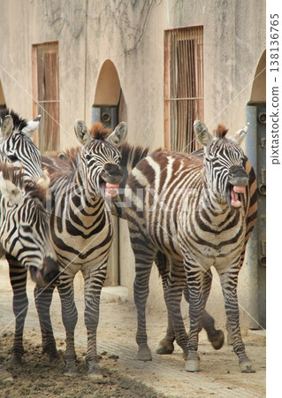 A herd of Grant's zebras walking: A striking scene of wild animals with expressive faces and dynamic movements. A herd of Grant's zebras walking: A striking scene of wild animals with expressive faces and dynamic movements. 138136765