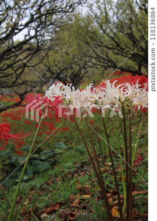 Autumn flower: Spider lily (95) Autumn flower: Spider lily (95) 138136864