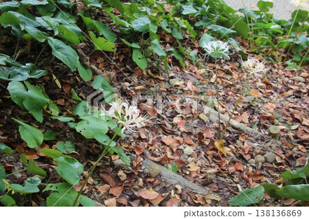 Autumn flower: Spider lily (100) Autumn flower: Spider lily (100) 138136869