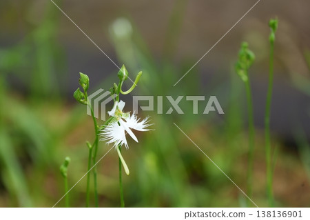 美麗的白鷺蘭 138136901