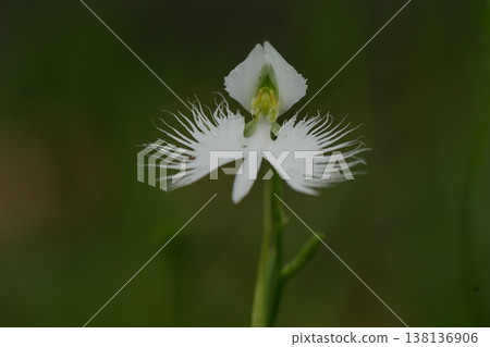 美麗的白鷺蘭 美麗的白鷺蘭 138136906