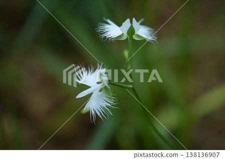 美麗的白鷺蘭 美麗的白鷺蘭 138136907