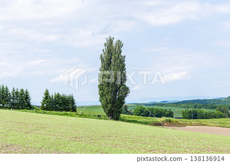 Biei Town, Hokkaido, Hokkaido in summer, popular tourist spot, Ken and Mary's Tree Biei Town, Hokkaido, Hokkaido in summer, popular tourist spot, Ken and Mary's Tree 138136914