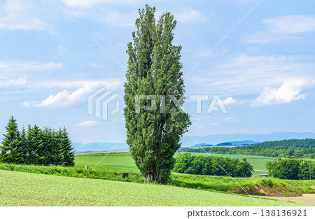 Biei Town, Hokkaido, Hokkaido in summer, popular tourist spot, Ken and Mary's Tree Biei Town, Hokkaido, Hokkaido in summer, popular tourist spot, Ken and Mary's Tree 138136921