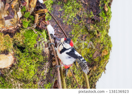 A male Great Spotted Woodpecker searching for food on a tree trunk. 138136923