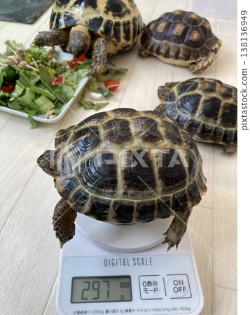 A Russian tortoise being weighed. 138136949