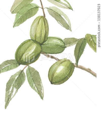 Pecan nuts painted in watercolor. Pecan nuts painted in watercolor. 138137023