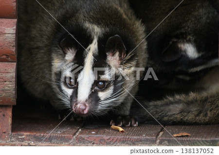 果子狸警覺的瞬間:野生動物的逼真表情。 果子狸警覺的瞬間:野生動物的逼真表情。 138137052