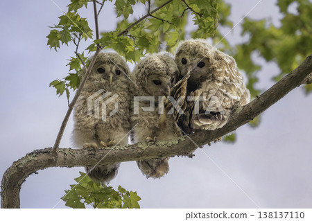 Ezo owl kid nestled on a tree branch 138137110