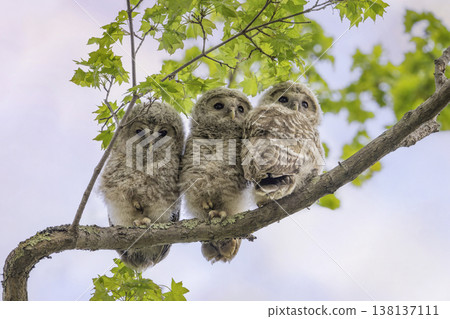 依偎在樹枝上的蝦夷貓頭鷹孩子 依偎在樹枝上的蝦夷貓頭鷹孩子 138137111