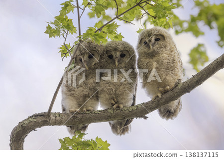 依偎在樹枝上的蝦夷貓頭鷹孩子 138137115