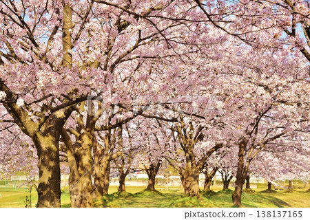 新潟縣長岡市越地河公園的櫻花盛開 新潟縣長岡市越地河公園的櫻花盛開 138137165