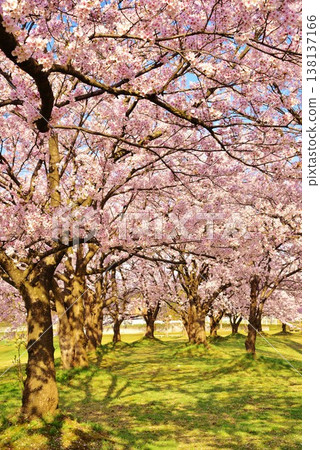 新潟縣長岡市越地河公園的櫻花盛開 新潟縣長岡市越地河公園的櫻花盛開 138137166