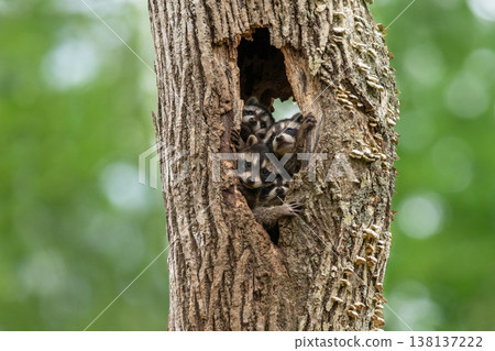 A baby raccoon peeking out of its burrow 138137222