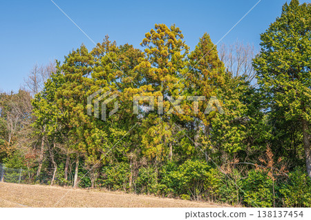 Mountainous forest scenery in the Kosei region, Kitakomatsu, Otsu City, Shiga Prefecture 138137454