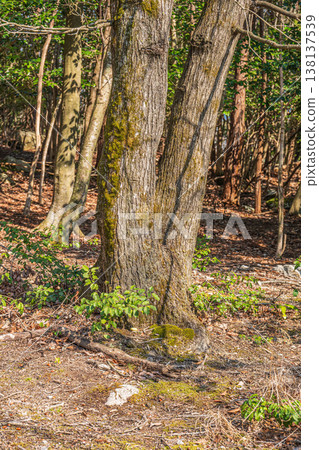 Mixed forest in the Kosei region, Kitakomatsu, Otsu City, Shiga Prefecture Mixed forest in the Kosei region, Kitakomatsu, Otsu City, Shiga Prefecture 138137539
