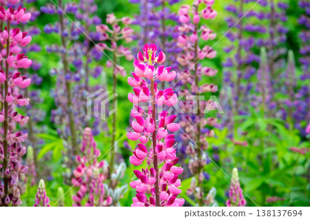 Lupines can be seen at the Akureyri Botanical Garden in Akureyri, the central city of northern Iceland, a Nordic island nation. Lupines can be seen at the Akureyri Botanical Garden in Akureyri, the central city of northern Iceland, a Nordic island nation. 138137694