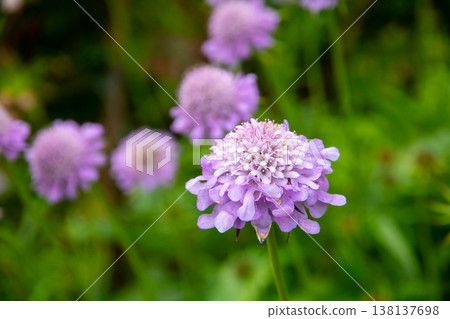 Scabiosa can be seen at the Akureyri Botanical Garden in Akureyri, the central city of northern Iceland, a Nordic island nation. 138137698