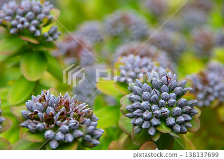 Flowers that can be seen in the Akureyri Botanical Garden in Akureyri, the central city of northern Iceland, a Nordic island nation. Flowers that can be seen in the Akureyri Botanical Garden in Akureyri, the central city of northern Iceland, a Nordic island nation. 138137699