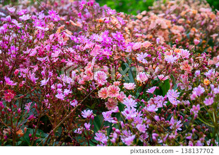 Flowers that can be seen in the Akureyri Botanical Garden in Akureyri, the central city of northern Iceland, a Nordic island nation. 138137702
