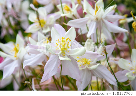 Flowers that can be seen in the Akureyri Botanical Garden in Akureyri, the central city of northern Iceland, a Nordic island nation. 138137703