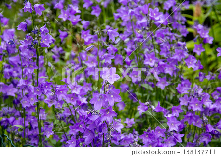 Flowers that can be seen in the Akureyri Botanical Garden in Akureyri, the central city of northern Iceland, a Nordic island nation. 138137711