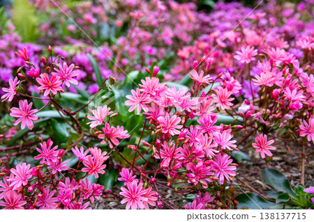 Akureyri, the central city in northern Iceland, a Nordic island nation. Lewisia cotyledon in the Akureyri Botanical Garden. Akureyri, the central city in northern Iceland, a Nordic island nation. Lewisia cotyledon in the Akureyri Botanical Garden. 138137715