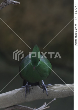 [Fukui City, Asuwayama Park, March] A Guinea turaco gazing straight ahead (front view photo) 138137748