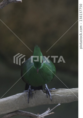 [Fukui City, Asuwayama Park, March] A Guinea turaco gazing straight ahead (front view photo) 138137750