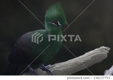 [Fukui City, Fukui Prefecture - Asuwayama Park - March] Guinea Turaco 138137751
