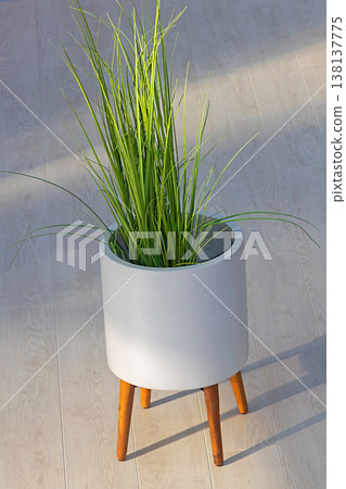 Green plant in ceramic pot 138137775