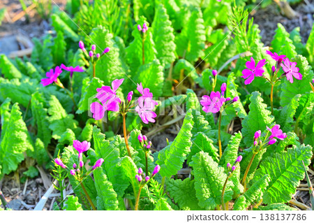 Primroses, Nishikinohara Primrose Garden, Arakawa Riverbed, Saitama City Primroses, Nishikinohara Primrose Garden, Arakawa Riverbed, Saitama City 138137786