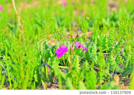 埼玉市荒川河床西木之原報春花園的報春花 138137809